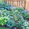 Designing the Perennial Garden in Small Space Picture Collection