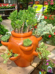 Fabulous  Indoor Herb Gardens For Beginners