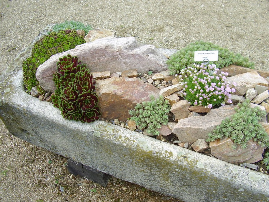 Fabulous Plants For Rock Gardens  Photo Gallery