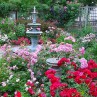 Gorgeous Rose cottage garden landscaping design ideas