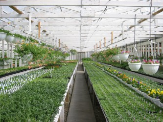 Benefits Of Raising Permaculture Garden In Greenhouse