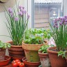 Gorgeous window herb garden Product Ideas