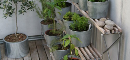 Herb Garden Design for Beginners
