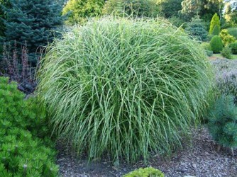 Landscaping With Ornamental Grasses Guide