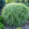 Landscaping with Ornamental Grasses Guide
