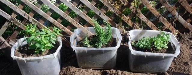 Stunning  how to grow an indoor herb garden