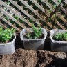 Stunning  how to grow an indoor herb garden