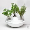 Stunning potted herb garden Product Ideas
