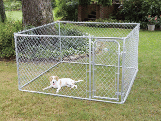 Electric Dog Fence  Photo Collection