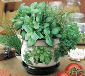 Herb Garden Indoor  Product Picture