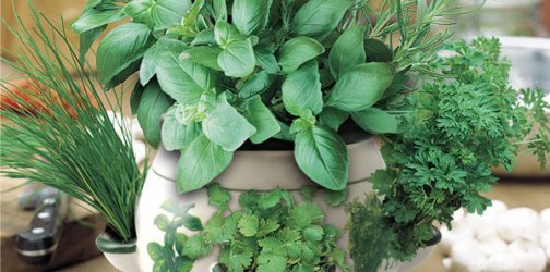 herb garden indoor  Product Picture